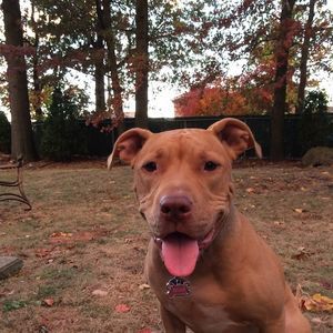 Meet your Posher, Bella